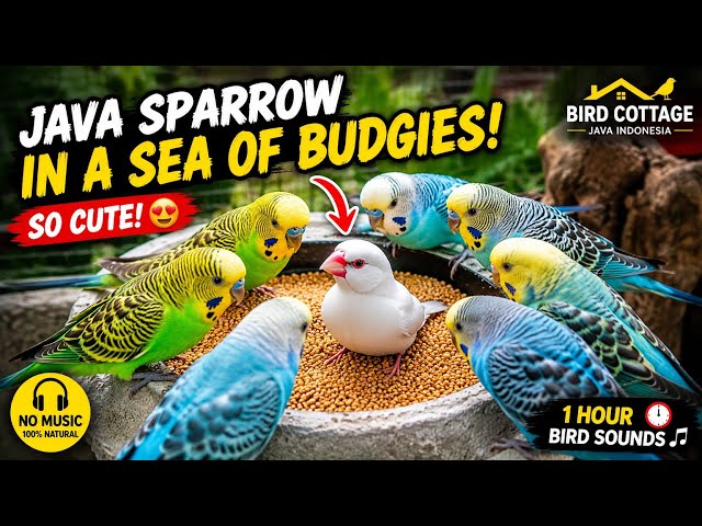 1 Hour Lonely Java Sparrow Among Playful Budgies! 🐦💛 Funny & Cute Feeding Moments