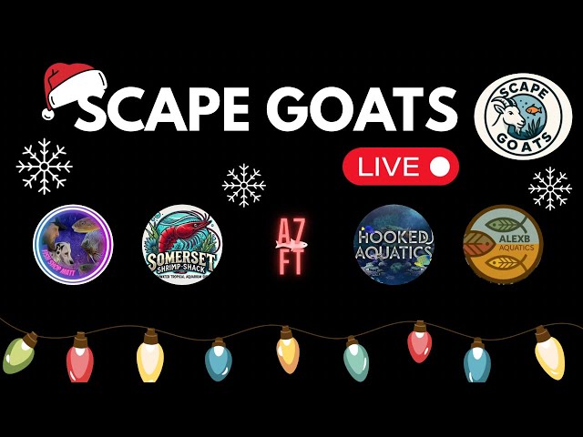 SCAPE GOATS LIVE