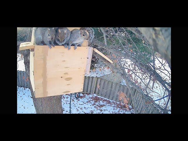 Squirrels Move Into Nest Box for Winter