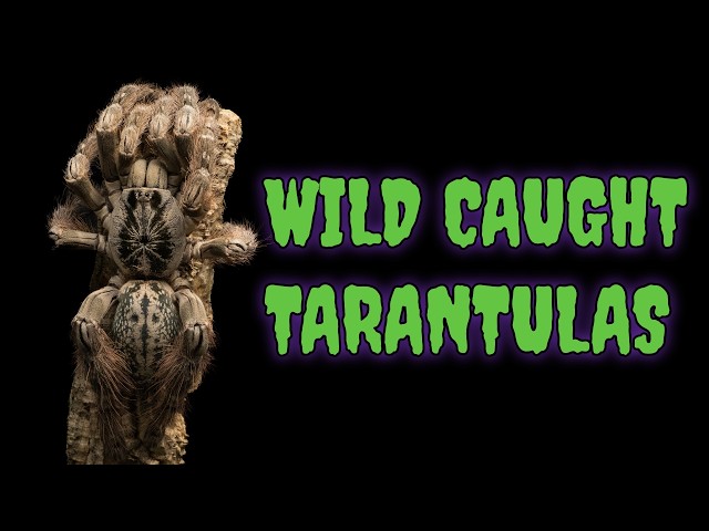The Truth About Wild-Caught Tarantulas