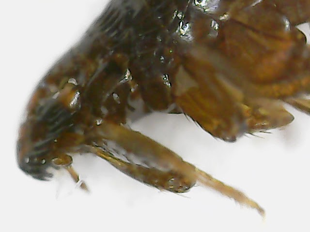 Flea Under Microscope 🔬 | Tiny Jumping Parasite Filmed From Different Eye (FDE)