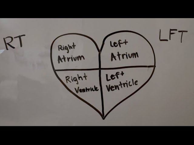 Simplified Blood Flow of the Heart