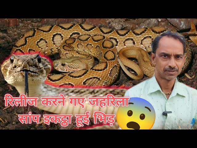 रिलीज किया बहुत जहरीला सांप इकट्ठा हुए आने जाने वाले लोग । 9034100246