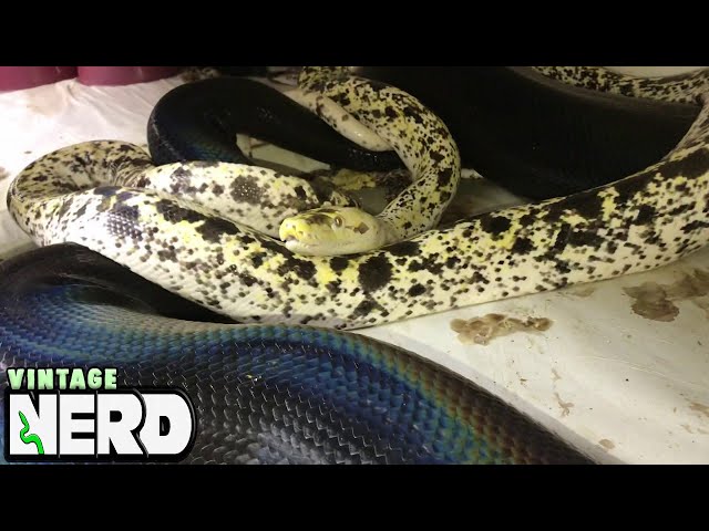 Cow Retic breeding a big black female Golden Child Reticulated Python
