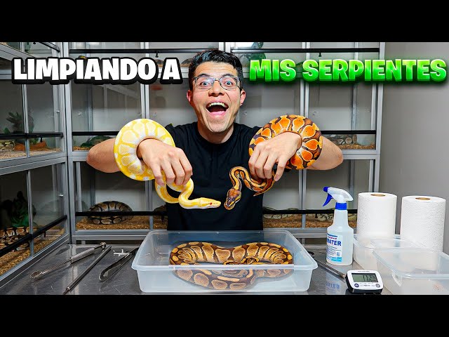 I cleaned my BREEDING CENTER and gave a SNAKE to a subscriber