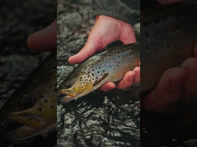THE FARMINGTON RIVER