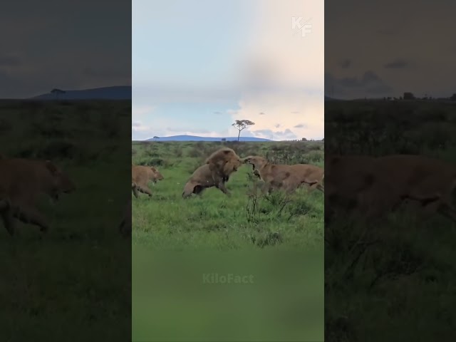 Shocking Lion Fight: 5 Lionesses Attack Male Lion Until Help Arrives
