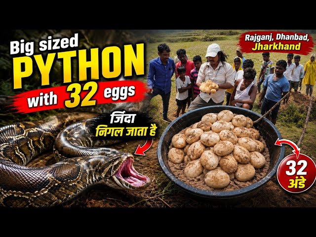 Large python + 32 eggs. Rajganj, Dhanbad, Jharkhand. Part 1. Wait for full video in another part