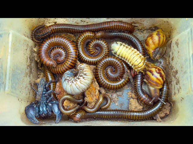 The Best Catch Groups of Millipede, Snails, Scorpion, Insects Bug Hunting