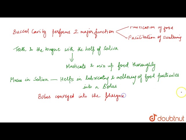 MECHANICAL PROCESS OF FOOD DIGESTION
