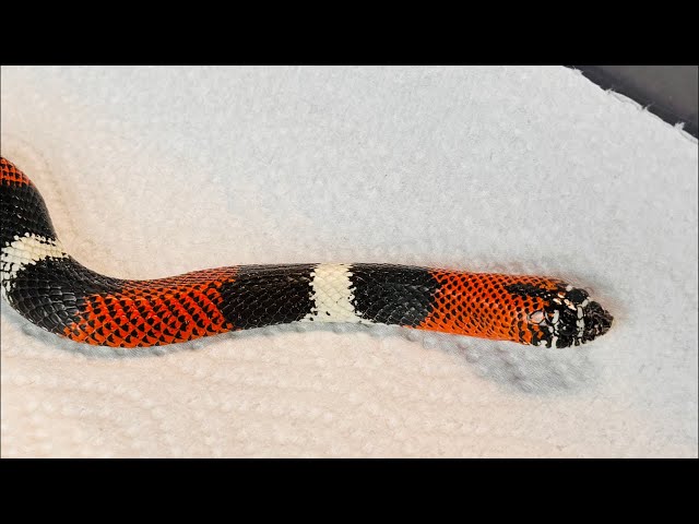 VENOMOUS & Non Venomous Animals, Fish, & Reptiles!