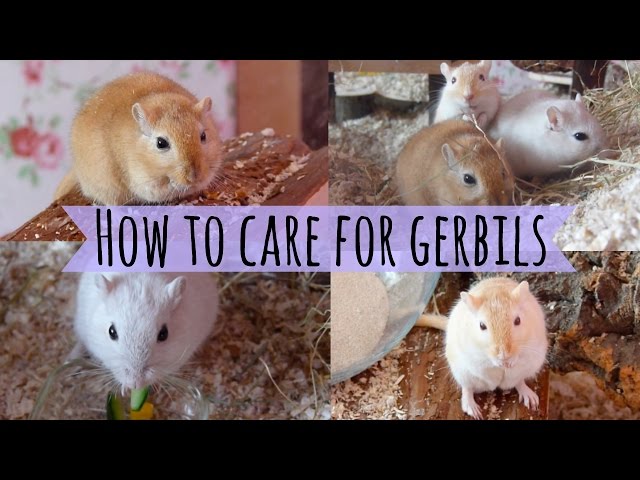 How To Care For a Pet Gerbil