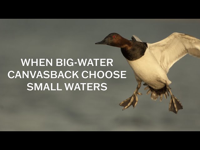 When Big-Water Canvasbacks Choose Small Waters