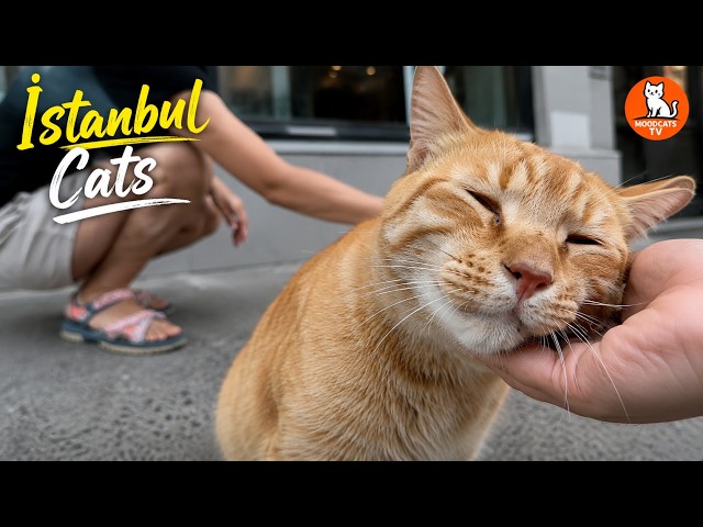 I’ve Never Met a Cat That Needed Love This Much