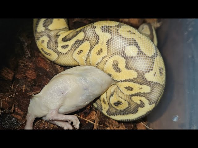 Just the how what and when with feeding my ball pythons 