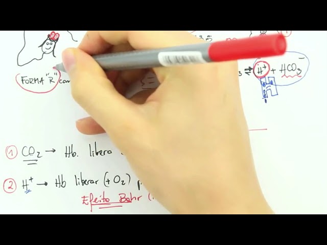 HEMOGLOBIN ALLOSTERIC EFFECTORS (CO2, H+, 2,3-BPG)