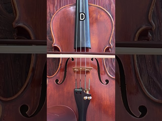 Strings of the violin #shorts