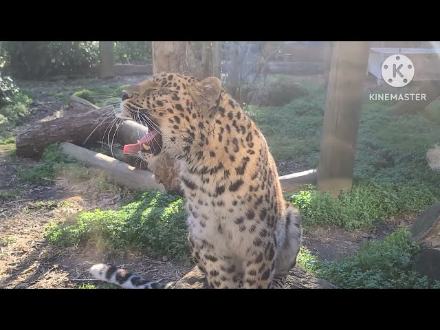 Big Cat Wild Dogs Huge American Alligator Python 