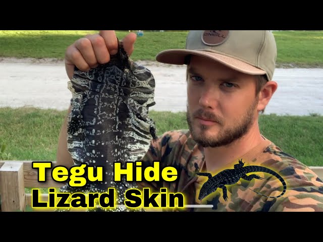 How to Tan Lizard Skin - The Invasive Tegu