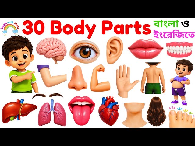 Body Parts Names in English and Bengali | Learn 30 Human Body Parts for Kids | Body Parts