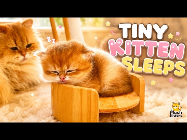 This Tiny Kitten Couldn’t Stay Awake 😴🐱💛 So Adorable!