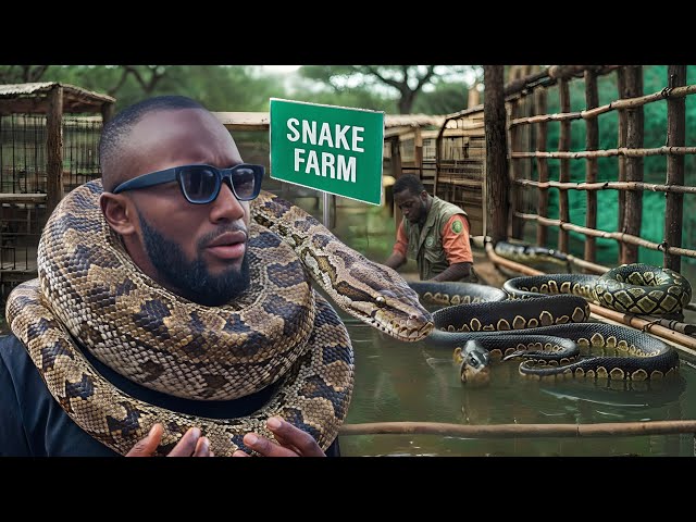 Inside Nigeria's Secret Snake Farm: A Hidden World