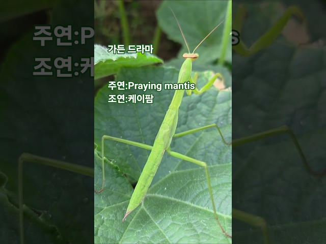 가든 드라마 제 1 화 : 가시오이