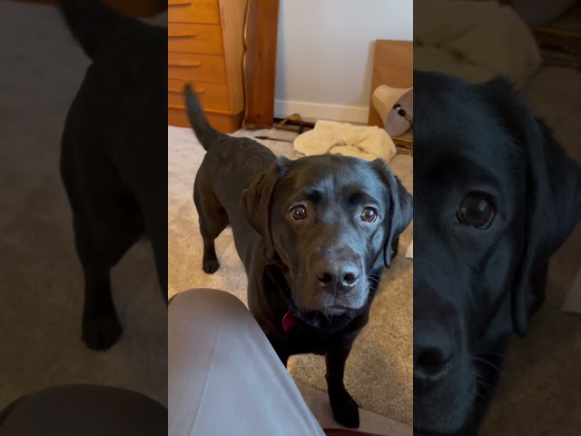 Mira la reacción de mi perro cuando su abuela llega a casa. #perros #lindo #labrador #labradorneg...