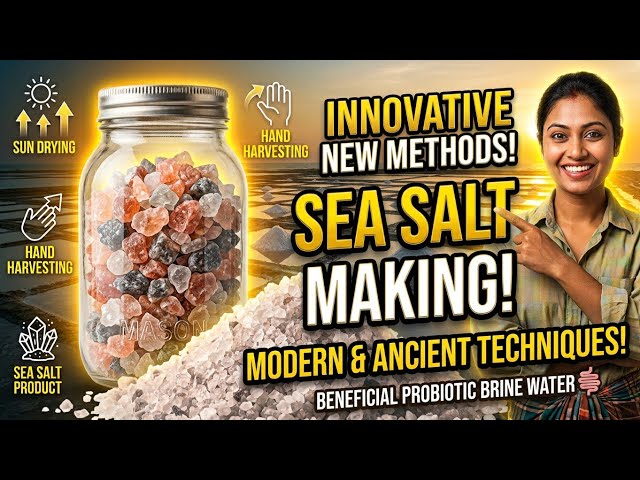 How does ordinary seawater become the salt we use every day? 🧂🌊