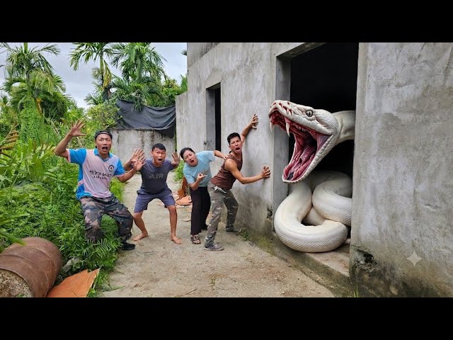 Expert Bravely Captures Giant White Python in Abandoned House