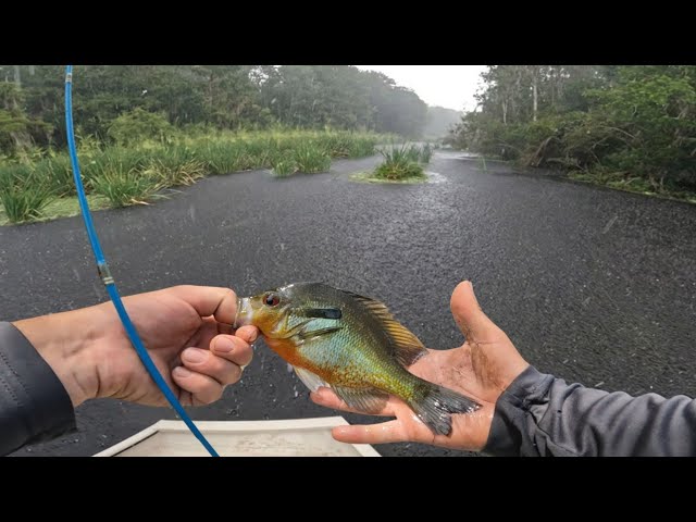 Did the rain make the fish bite??(redbellys and shelcracker fishing)