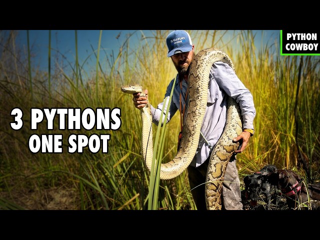 My Dogs Found Breeding Pythons in the Florida Everglades