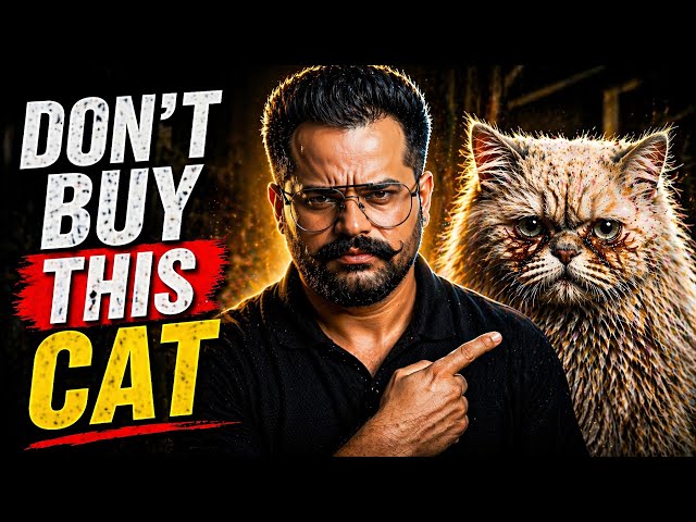 Don’t Buy a Persian Cat. Watch This First. | PETPEDIAA 