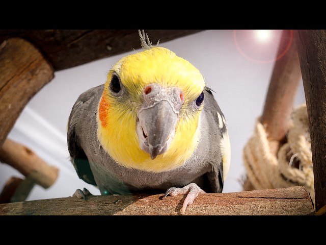 Bird Songs & Sounds 4K | Watch Your Cockatiel Go Nuts!!!!! (2 Hours)