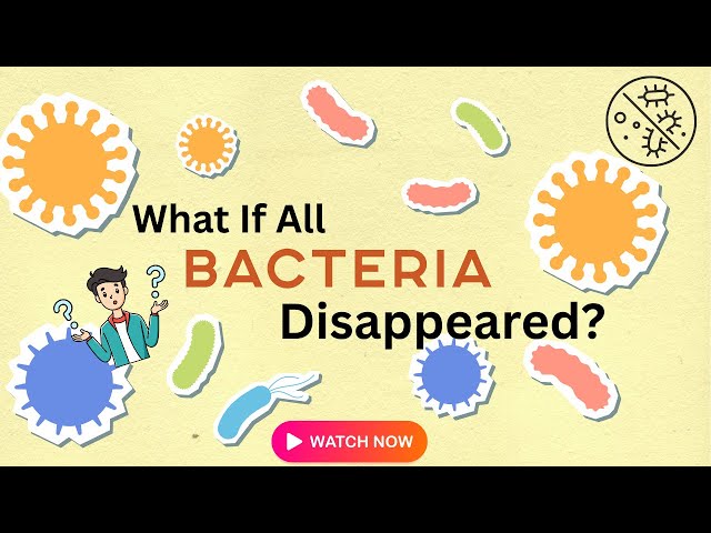 What If All Bacteria Disappeared? | Deep Science Breakdown | Stellar Science Knowledge