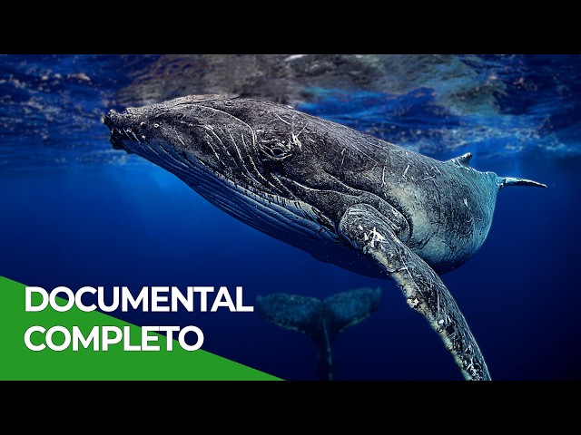 Chile Natural: La Ballena Azul | Free Documentary Nature - Español