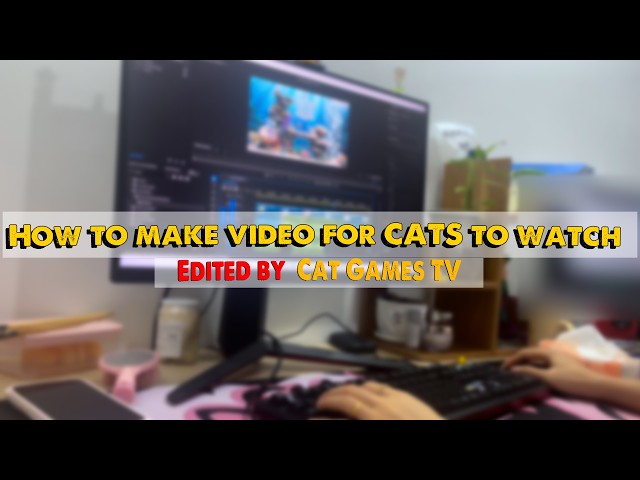 Behind the Scenes: Making Interactive Cat Videos That Keep Cats Watching 😺📺