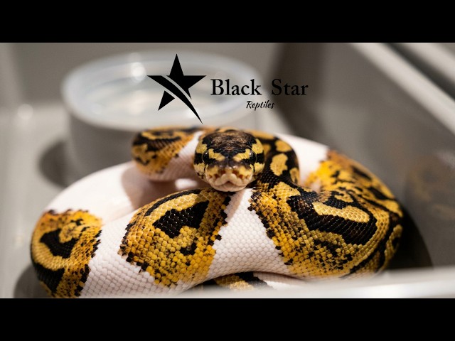 What Amazing and beautiful Ball Pythons! Clutch #7 Update! 2026, 6 Amazing! All are a 100% Pied.