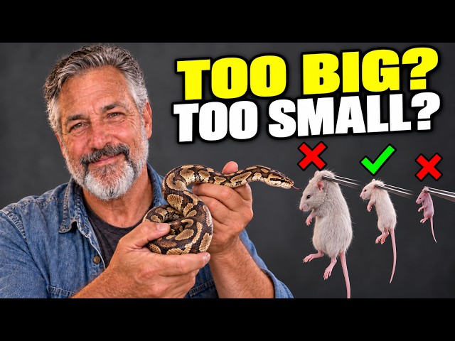 What Rodent Size Should you Feed your Snake?
