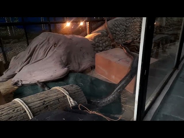 Big reticulated python at bengal safari park. #Travel #educationlexcursion