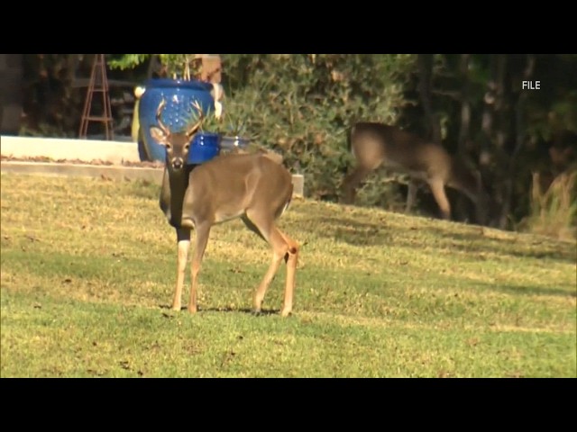 Town of Aurora pursuing bait and shoot program to control deer overpopulation