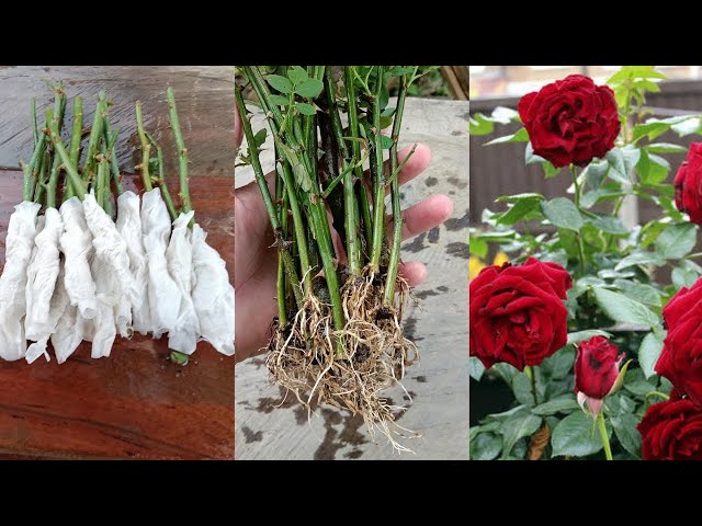 How to grow Rose from cuttings using toilet paper | Rose propagation from cuttings