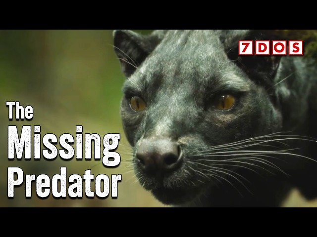 Madagascar’s Missing Top Predator Has Just Been Discovered