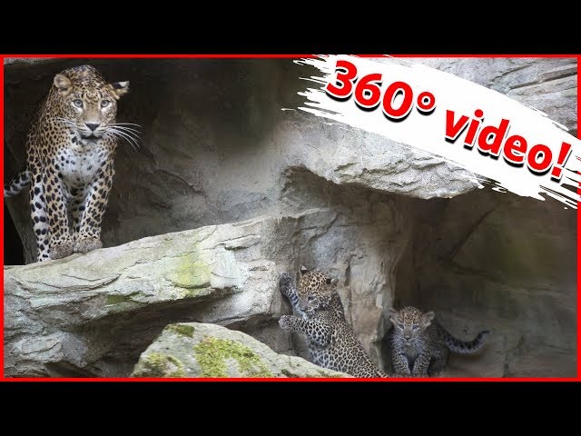 Panterjongen voor het eerst naar buiten! | 360° video
