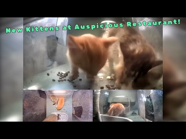 New Kittens Spawned at Auspicious Restaurant! 😹 Street Cat Short