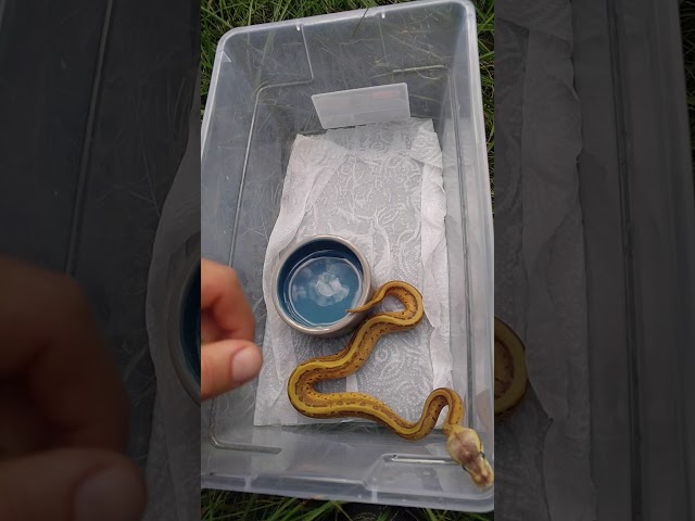 Basics of Hatchling ball python care!