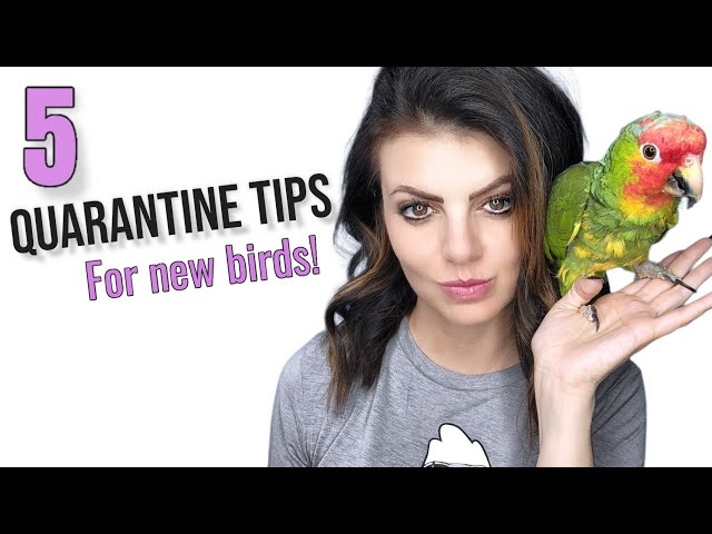 5 Essential Tips For Quarantining Your Parrot