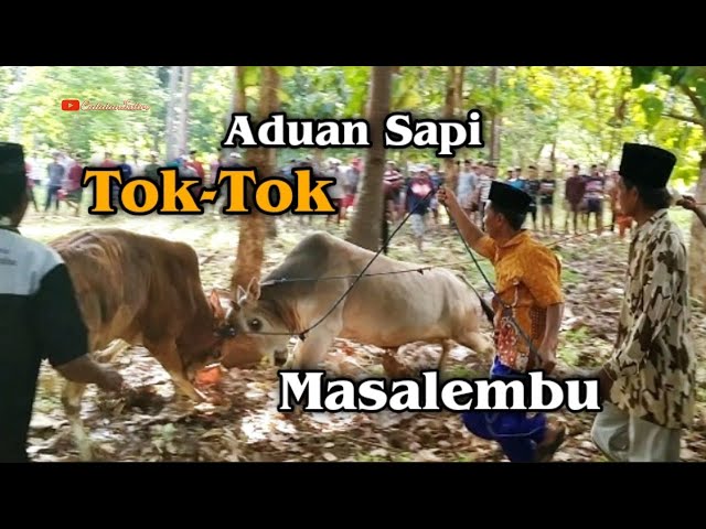 Aduan Sapi (Tok-Tok) Masalembu