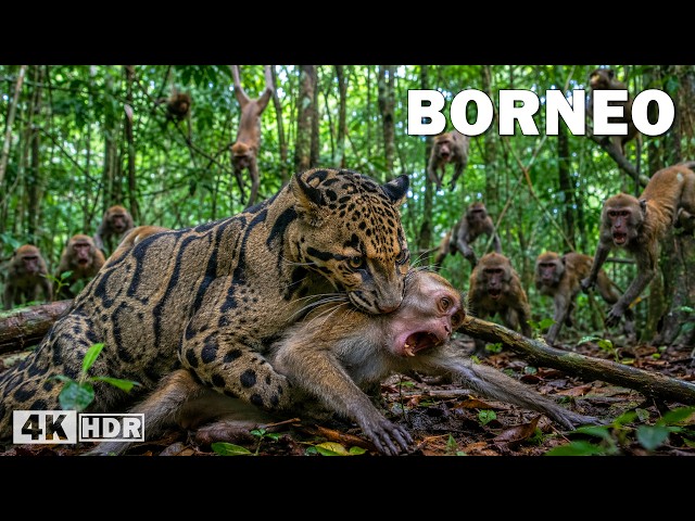 BORNEO SALVAJE | Criaturas Ocultas en la Selva Más Misteriosa | Documental Completo