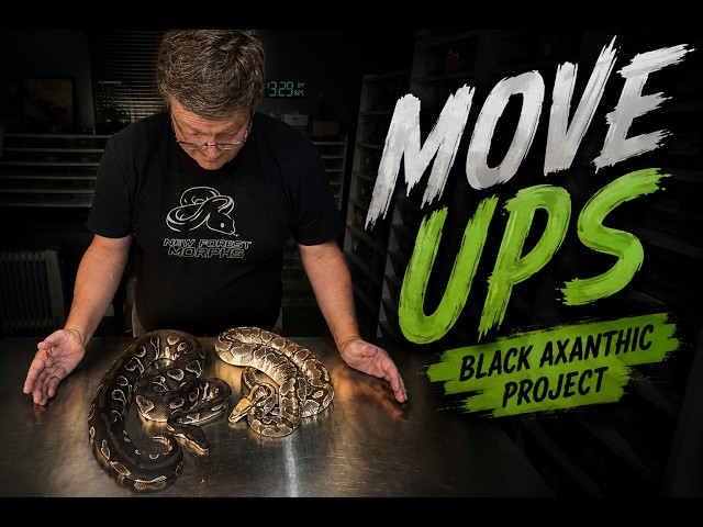 BLACK AXANTHIC (TSK) BREEDING TRIO PLUS DO WE HAVE SCRAMBLER IN OUR LEO SUPER OD DG PIED PROJECT